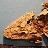 darth_tiktaalik