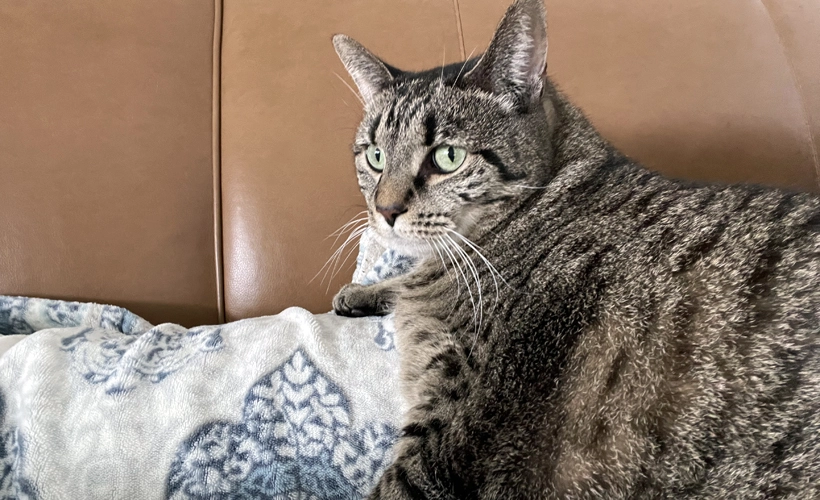 Study Finds Midnight Is Perfect Time for Cat to Do 14 Laps of Room Really Fast