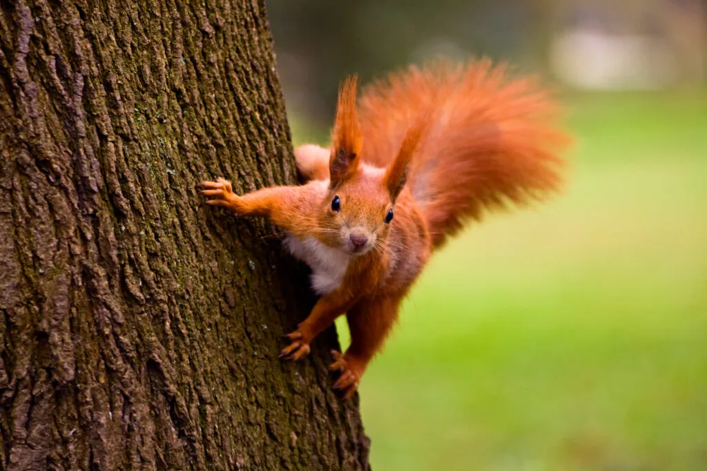 Lazy scientists announce there are probably several kinds of squirrels but they move too fast to be sure