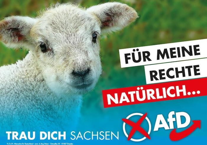 (Foto von Schaf) "Für meine Rechte, natürlich"