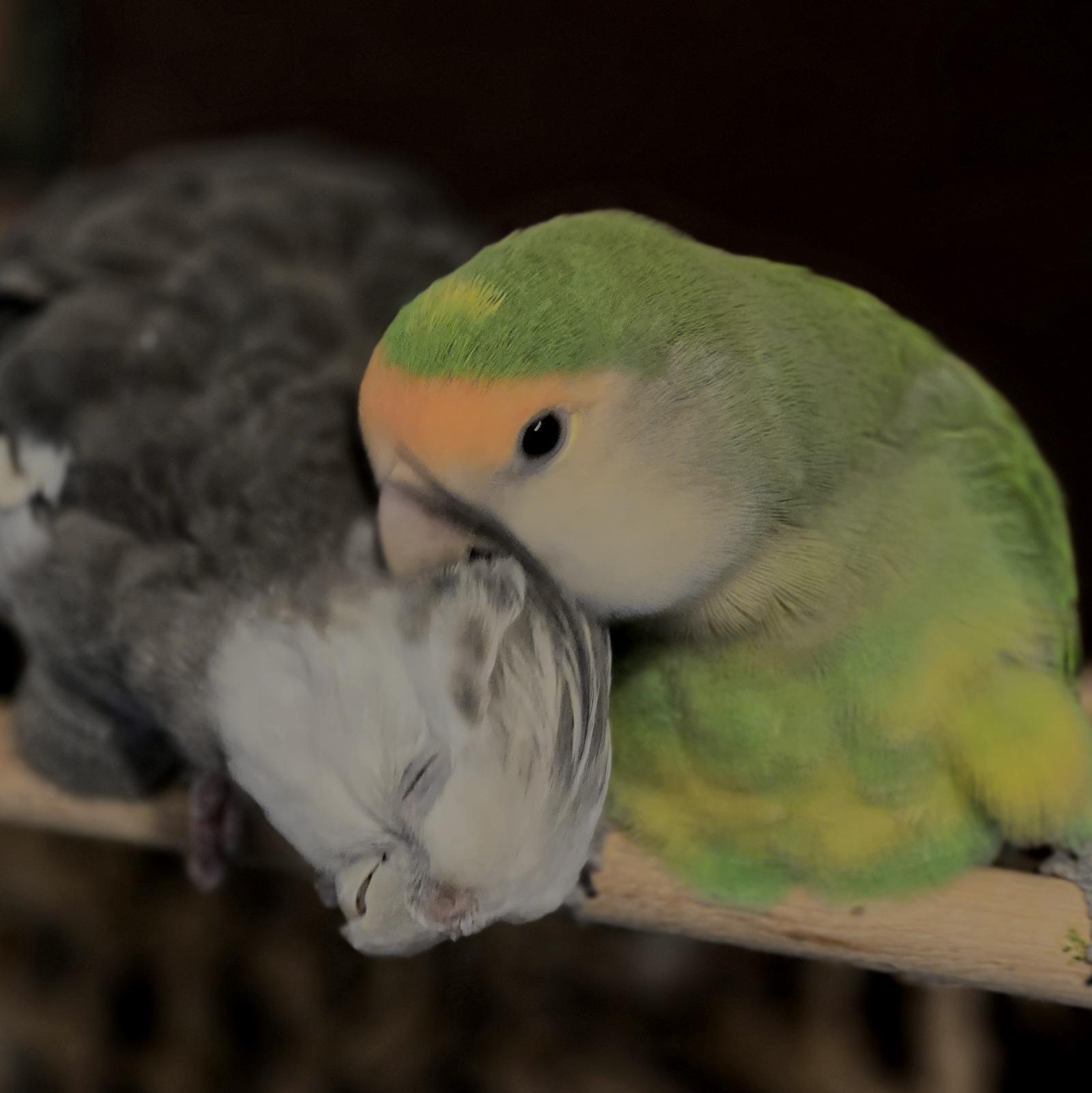 A chubby green lovebird with a peach-colored "boop" spot is preening the crest of a white-faced Cockatiel who has closed his eyes in an expression of utter bliss. These are my rescue birbs, Nyota the lovebird found in Hurricane Isaac in 2012, and Boobear the-28-year-old Cockatiel. They do this every day!  Photo by Peachfront taken in September but I could have taken one just like it this morning...