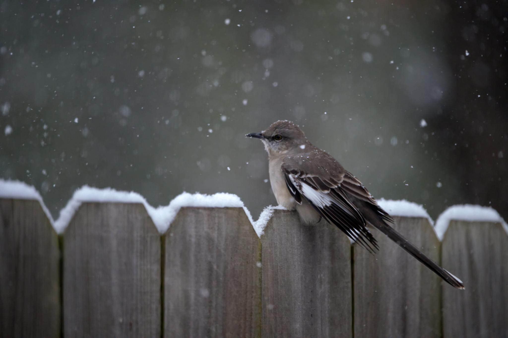 It is snowing with accumulation on the top of a wooden fence. A wet, miserable looking gray bird-- a Northern Mockingbird -- sits puffed on the fence. A close inspection reveals that many tiny sparkles of snowflakes are on poor birb's head. Photo by Peachfront. Jan 21, 2025. Winter Storm Enzo, Northshore greater New Orleans area, Southeast Louisiana.