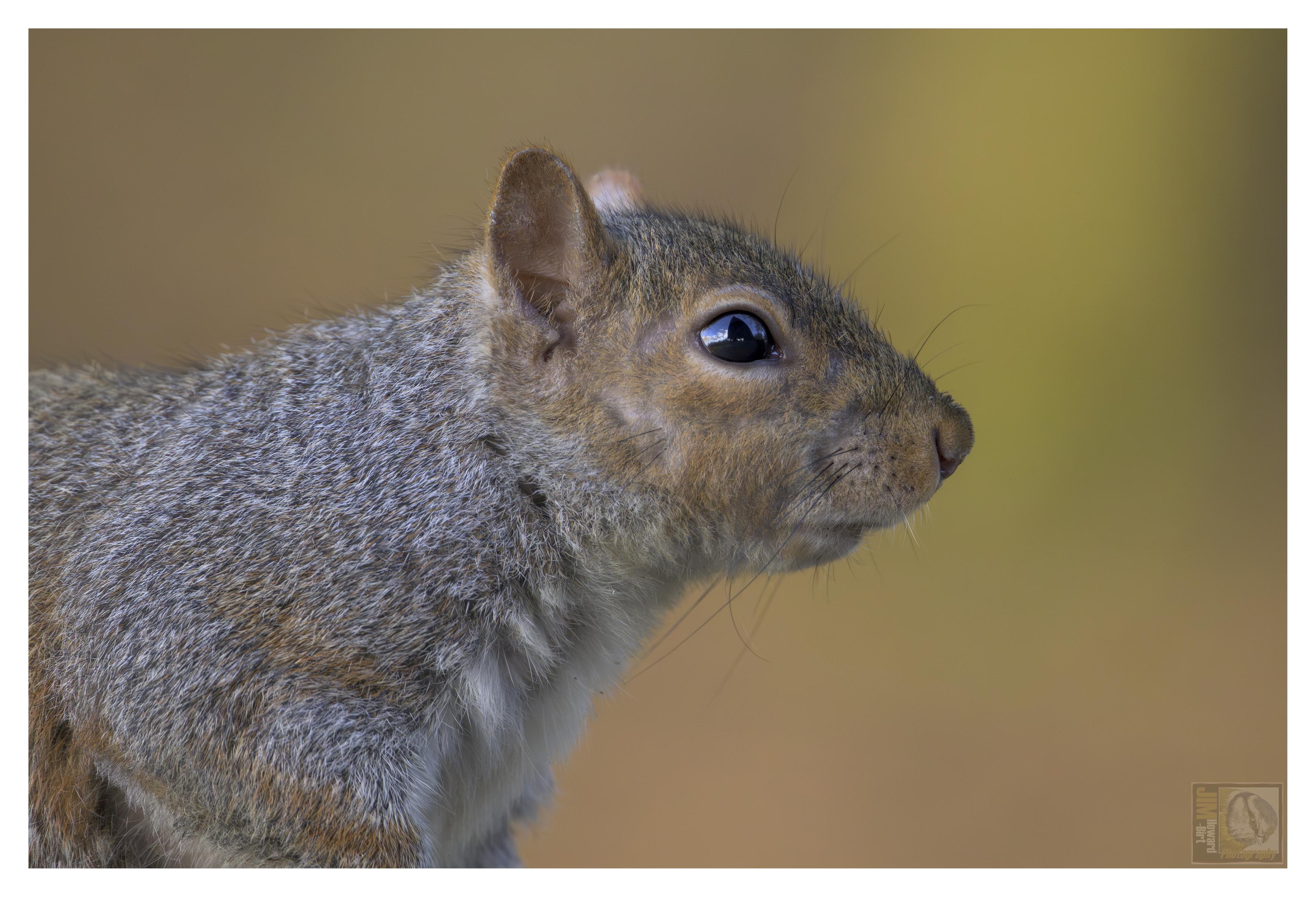 a close up photo of a squirrel