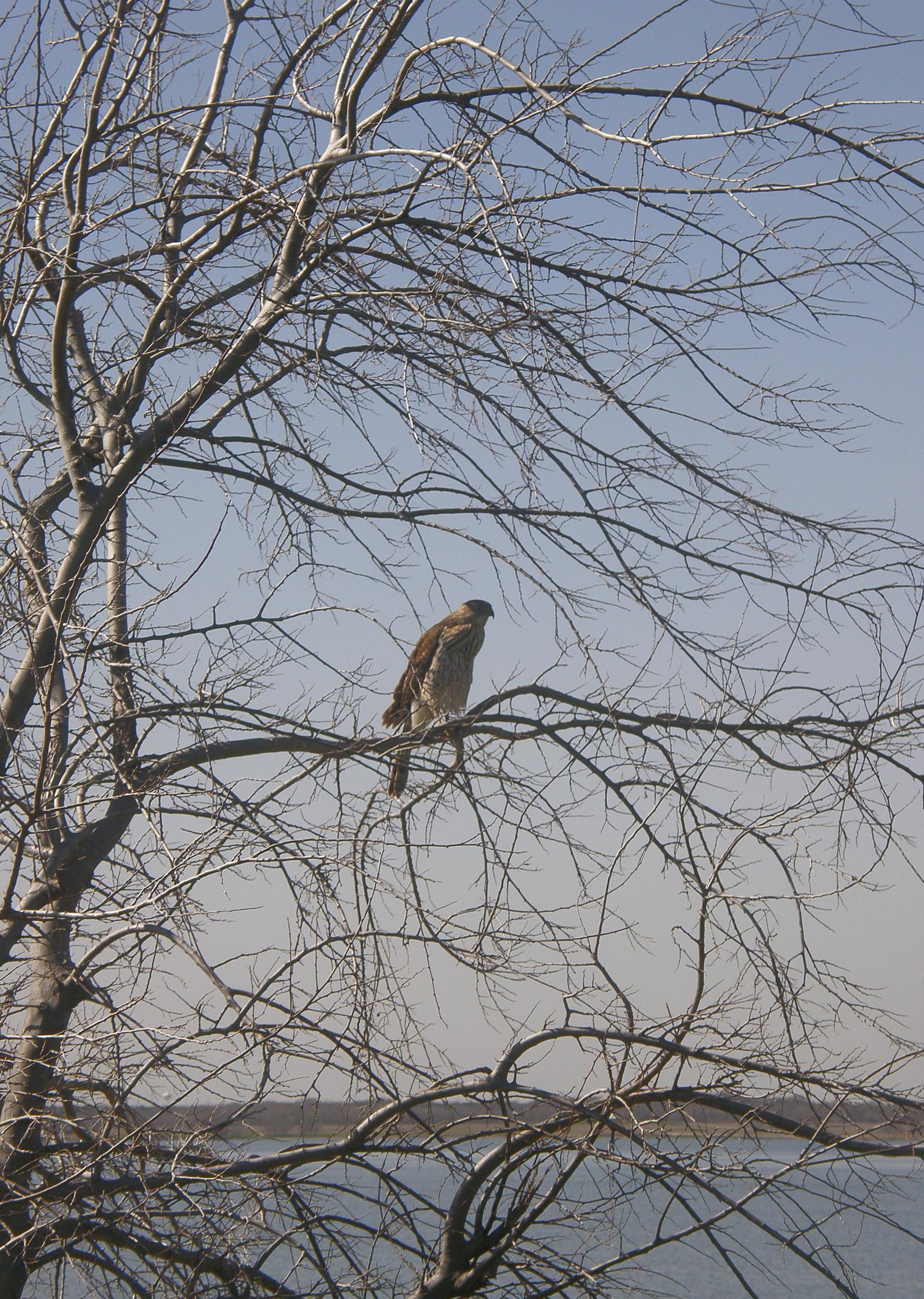 A leafless tree overlooks a lake. A chubby long-tailed hawk with a swollen crop is sitting on a branch. This is a Cooper's Hawk that recently dined on a coot. Photo by Peachfront. March 2012. Lake Robertson, Texas.