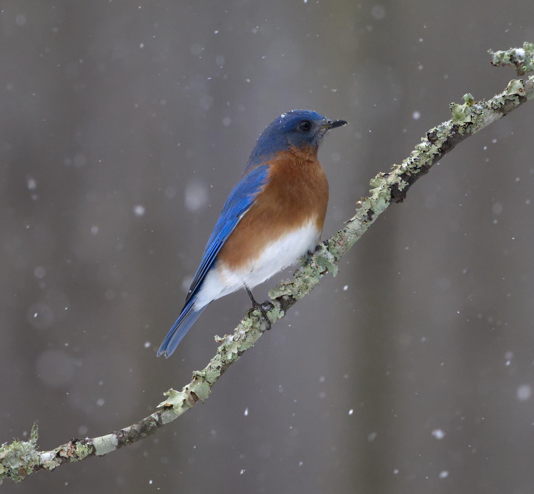 A male Eastern Bluebird with blue wings and head, red breast, and a snow white vent sits on a lichen-covered branch looking rather disappointed in life. There is a snowflake on his head and more snowflakes falling. Photo by Peachfront. Jan. 21, 2025. Southeast Louisiana (northshore New Orleans area)