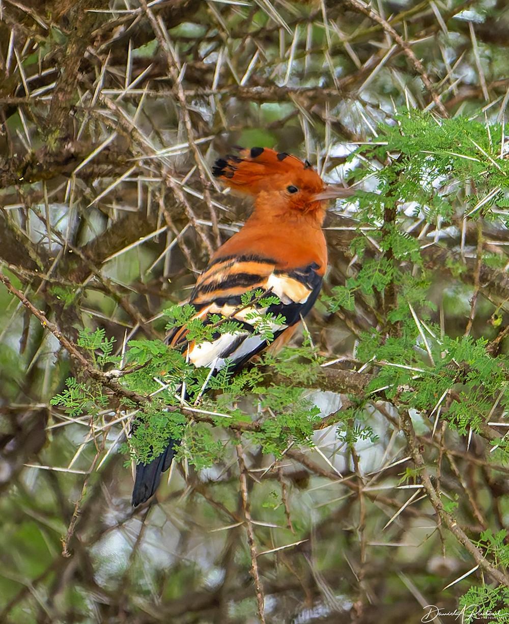 mostly rufous bird with bold white stripes on wings, long downcurved bill, and black-spotted rufous crest, perched in a thorny tree