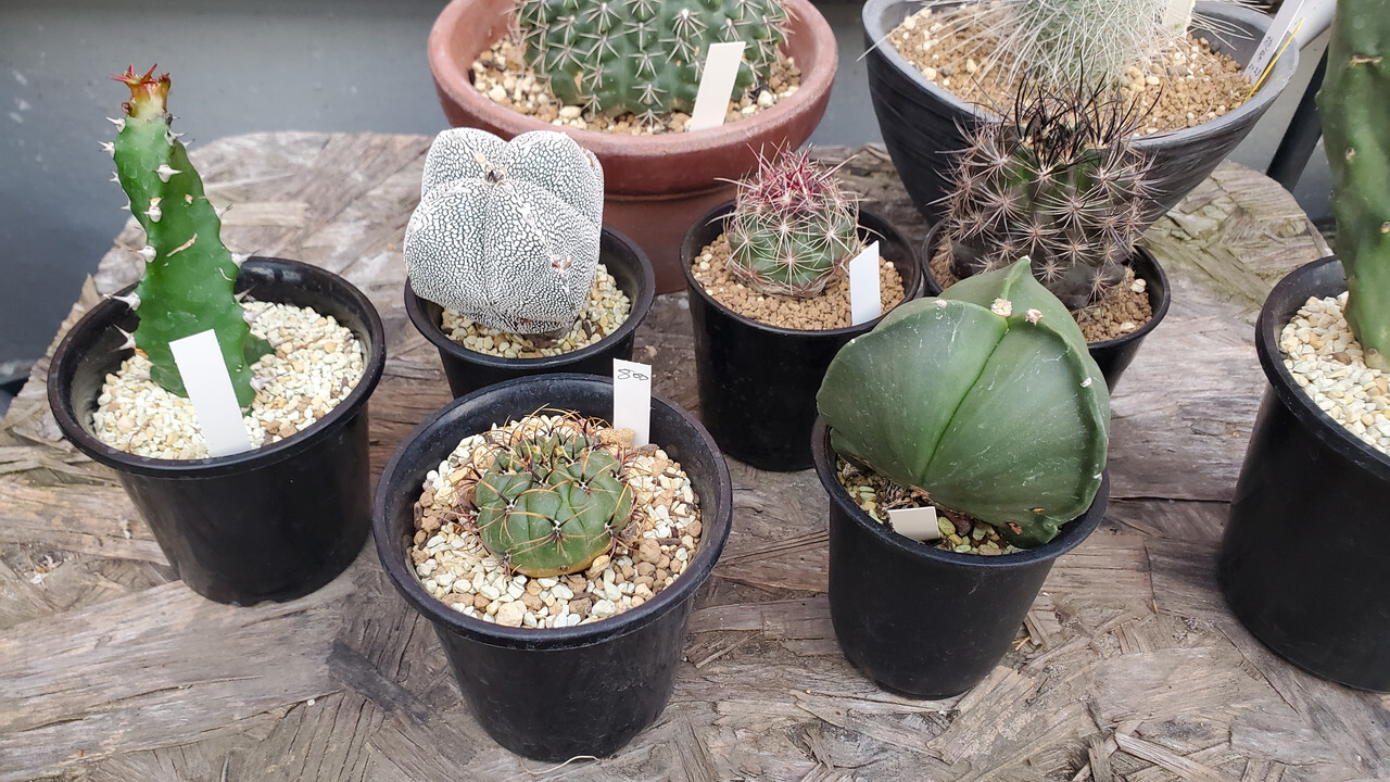 New-Cacti-May2024-2.jpg