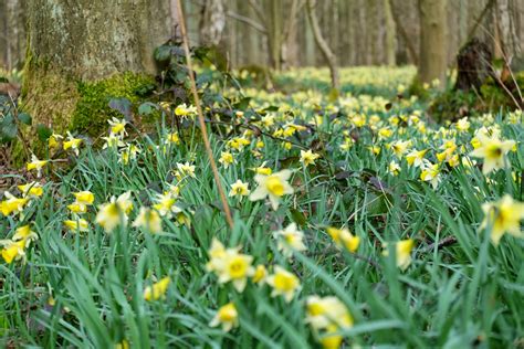 tapis de jonquilles, photo de carnet nature point com