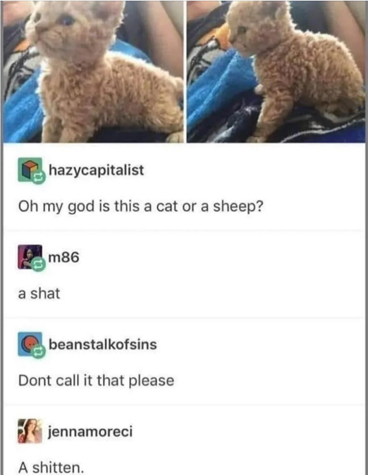 A tumblr post of a kitten with curly, sheep like, hair. A reblog by "hazycapitalist" says "Oh my god is this a cat or a sheep?". A reblog by "m86" says "A shat". A reblog by "beanstalkofsins" says "Dont [sic] call it that please" a reblog by "jennamoreci" says "A shitten."