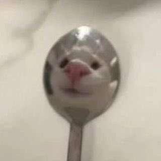 cat face distorted in silly manner through the reflection of a spoon