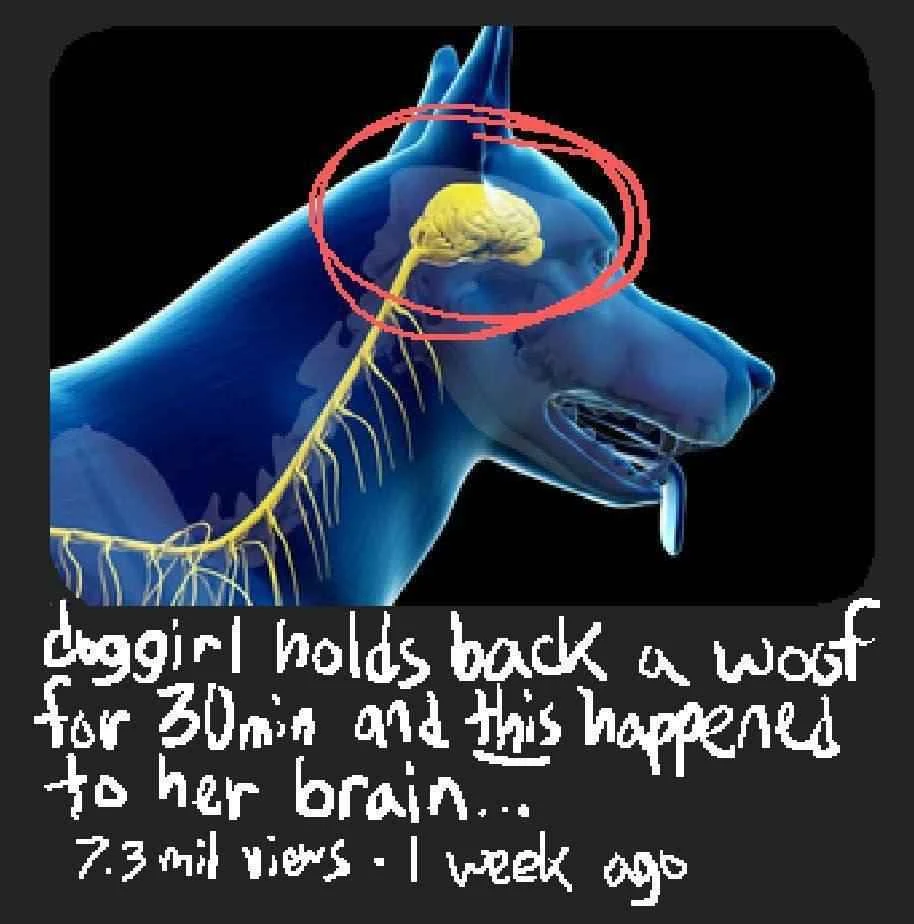 <image of dog with brain marked yellow, circled with red> doggirl holds back a woof for 30 min and this happened to her brain 7.2 mil view . 1 week ago