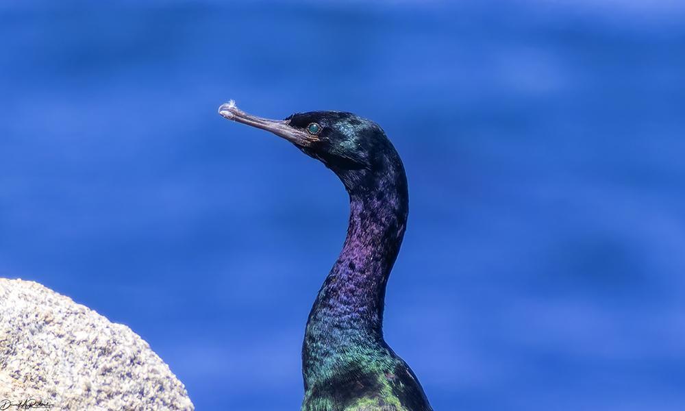 Head shot of an iridescent purple/green/blue bird with a turquoise eye and a long skinny bill, perched on a white rock over a blue ocean background