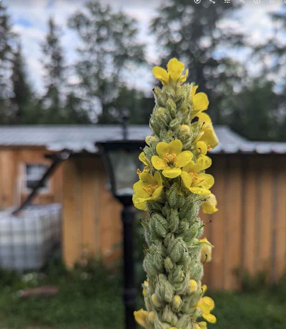 close up image of a mullein plant with yellow flowers covered in dew.