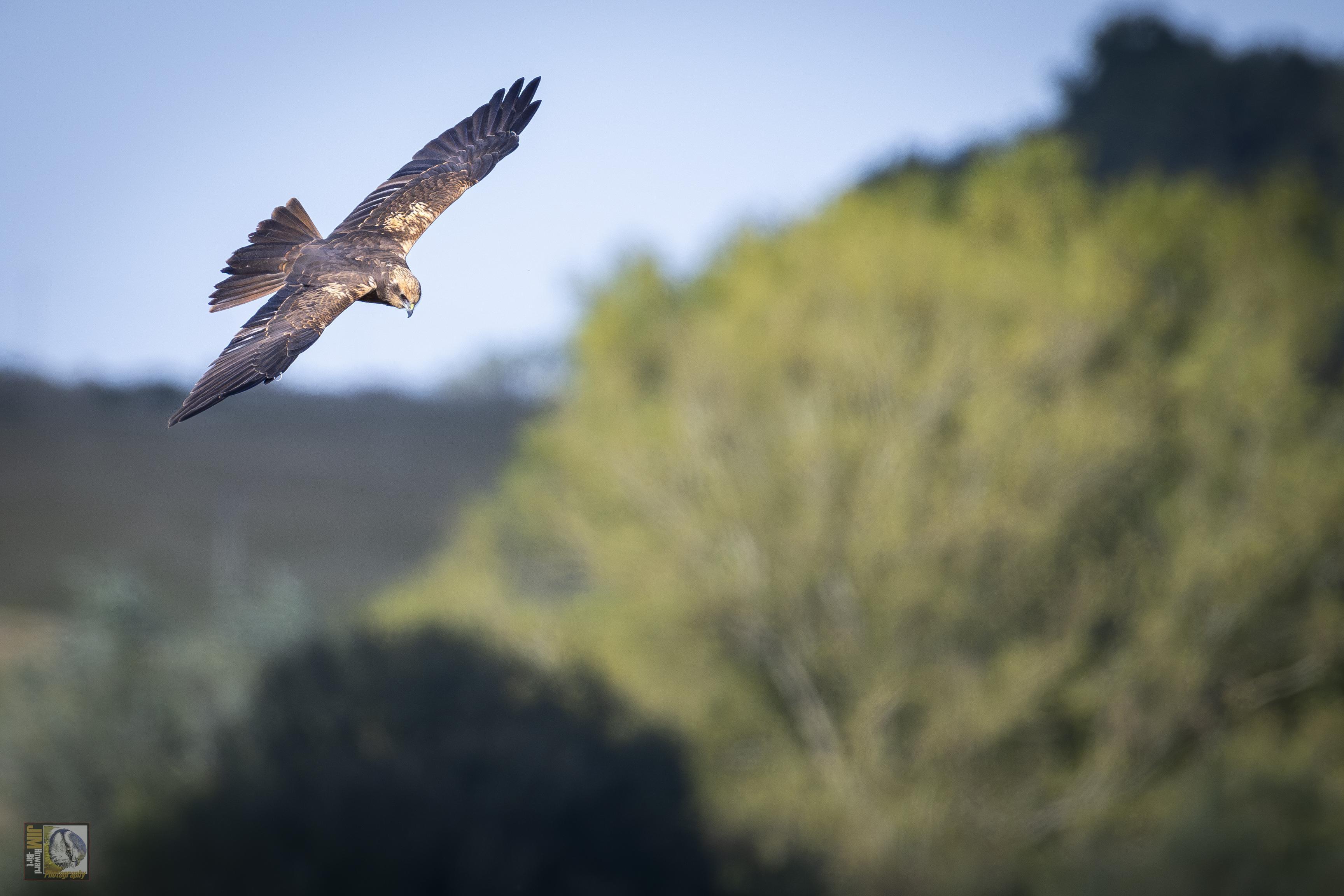 A brown coloured raptor in flight