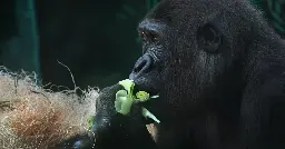 A young gorilla takes his very first steps outside at the St. Louis Zoo