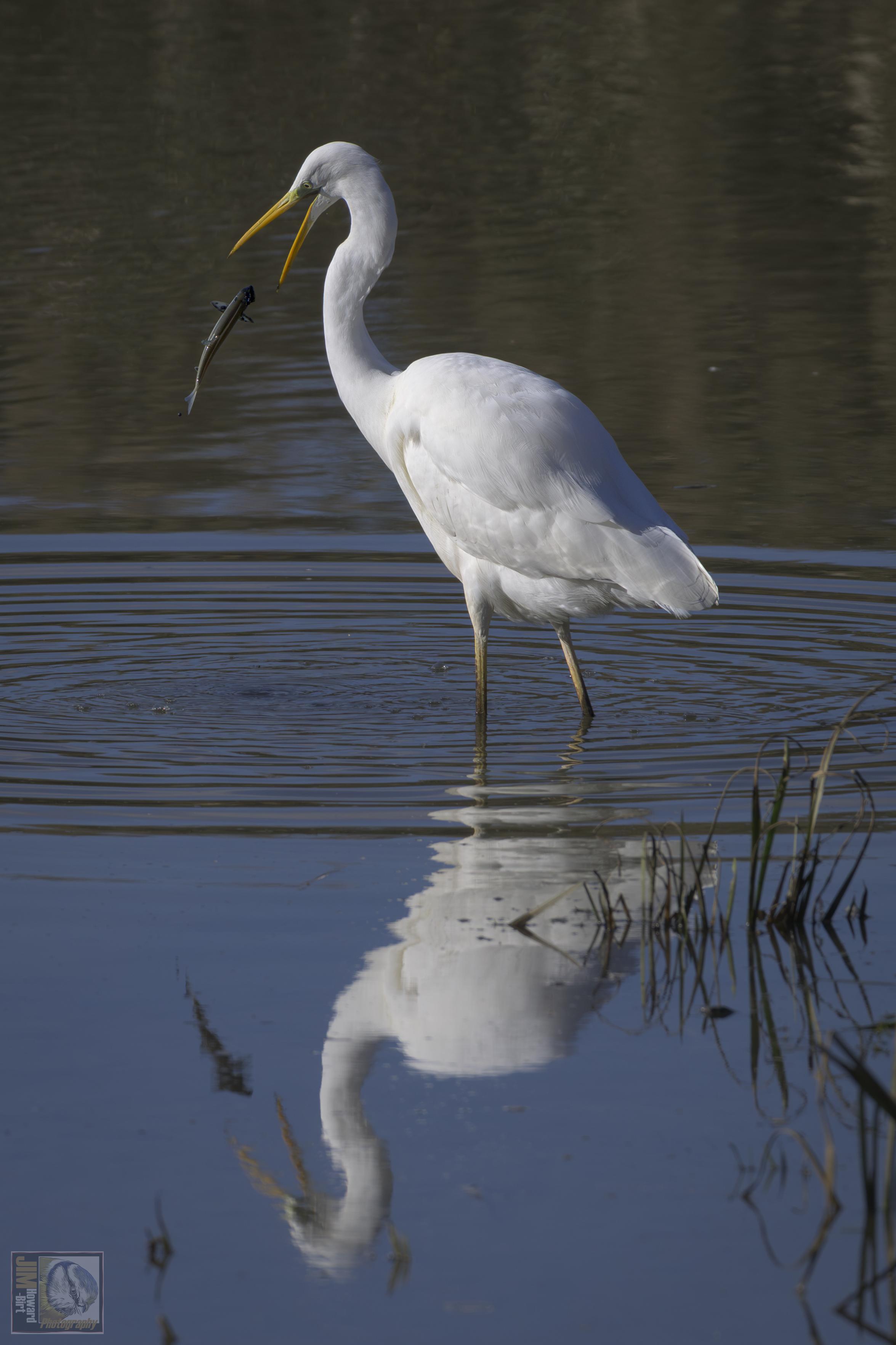 A large white heron with its beak parted about to catch a flying fish