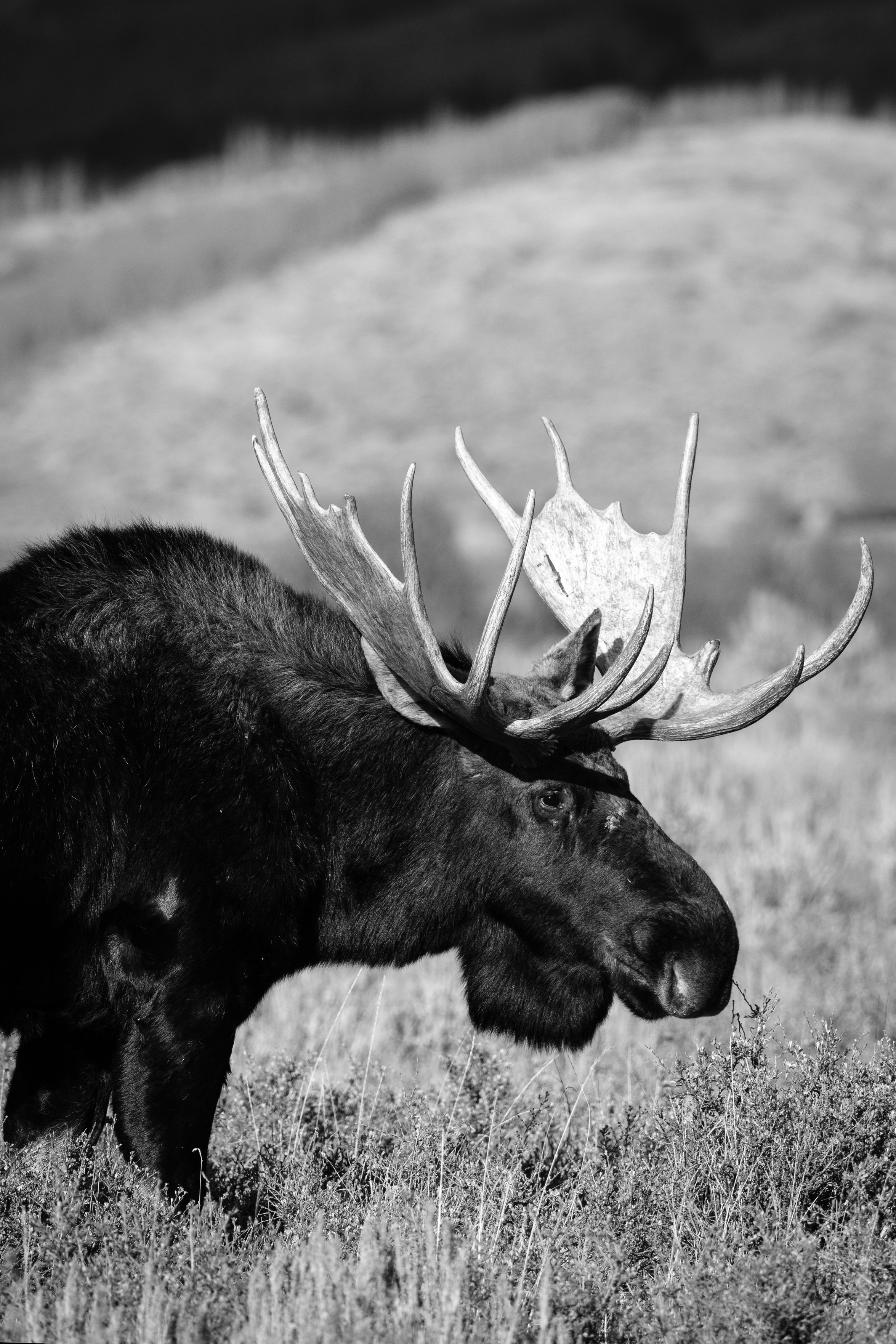 A bull moose standing on the brush of Antelope Flats in Grand Teton National Park.