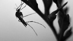 Mosquitoes could be helping to spread a flesh-eating bacteria