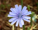 chicory