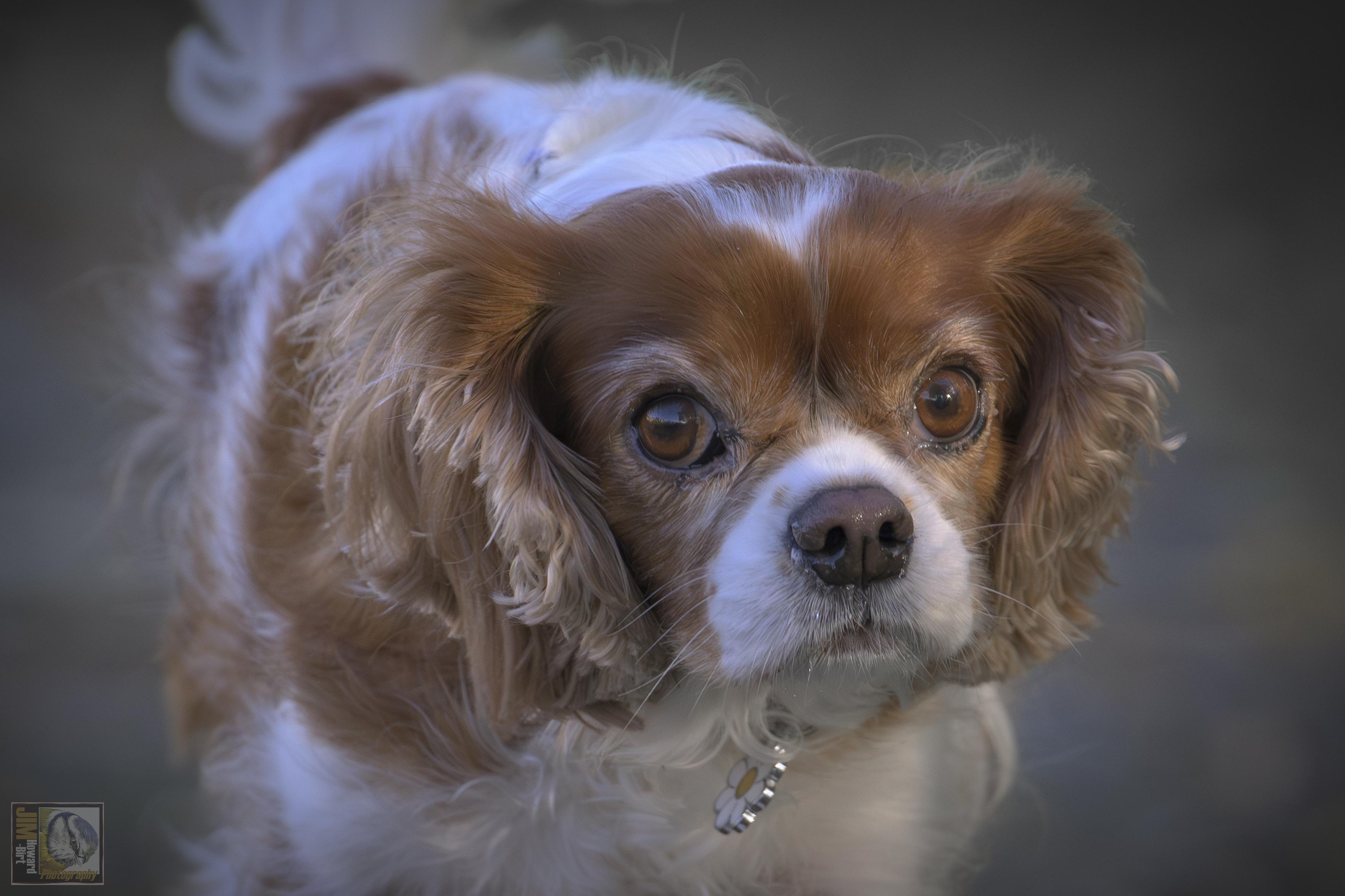 King Charles Cavalier Spaniel 