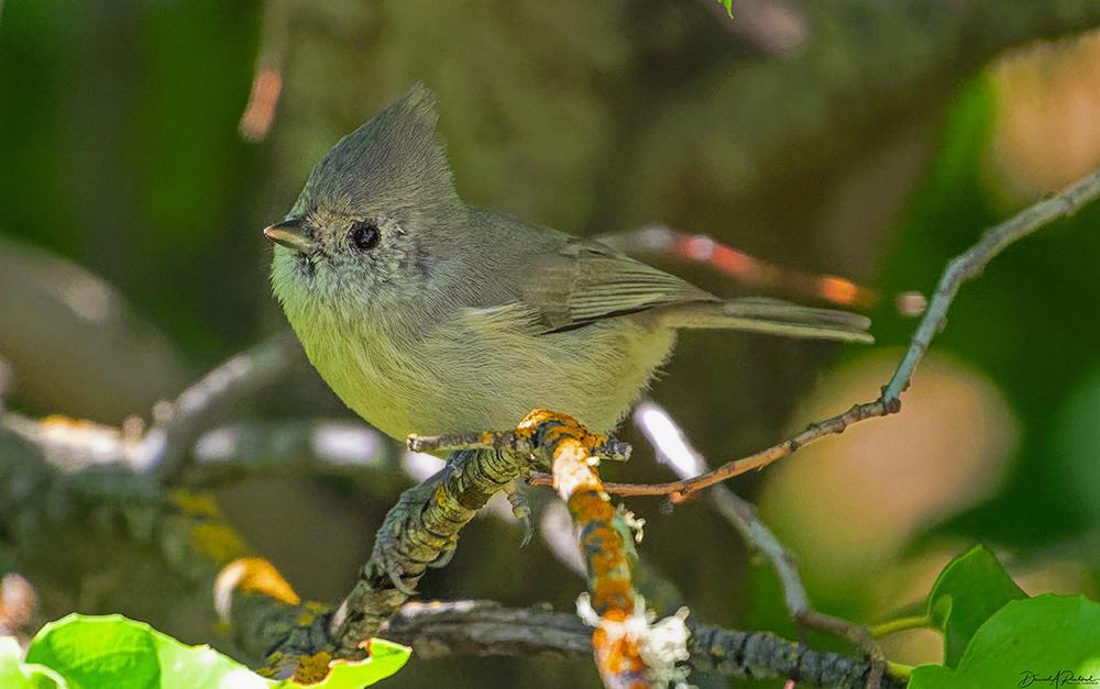 Small gray bird with dark eye and pointed crest, perched on a twig in a green leafy thicket