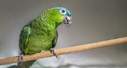 Florida Legislature Changes Official State Bird to Parrot They Taught to Say The N-Word