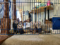 Introducing my ferrets to the fediverse. Left to right: Bandit, Smokie, Jasper, Lilith