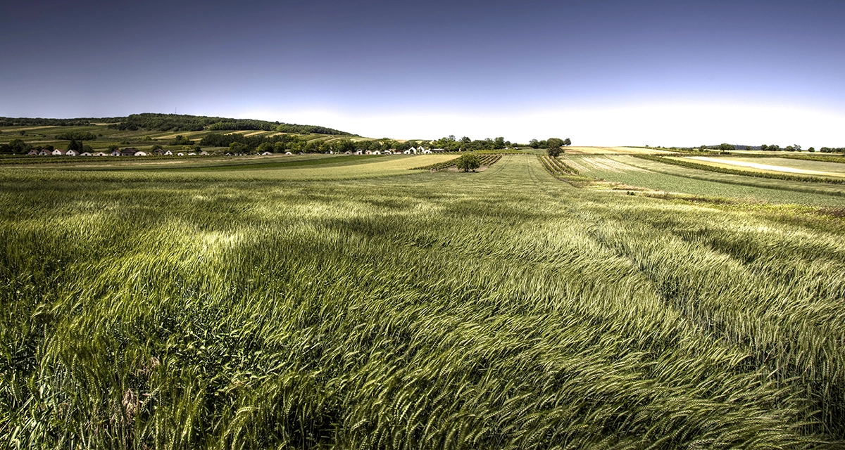 Tragedy Strikes After Malfunctioning Wind Turbine Spills Wind All Over Farmer’s Field