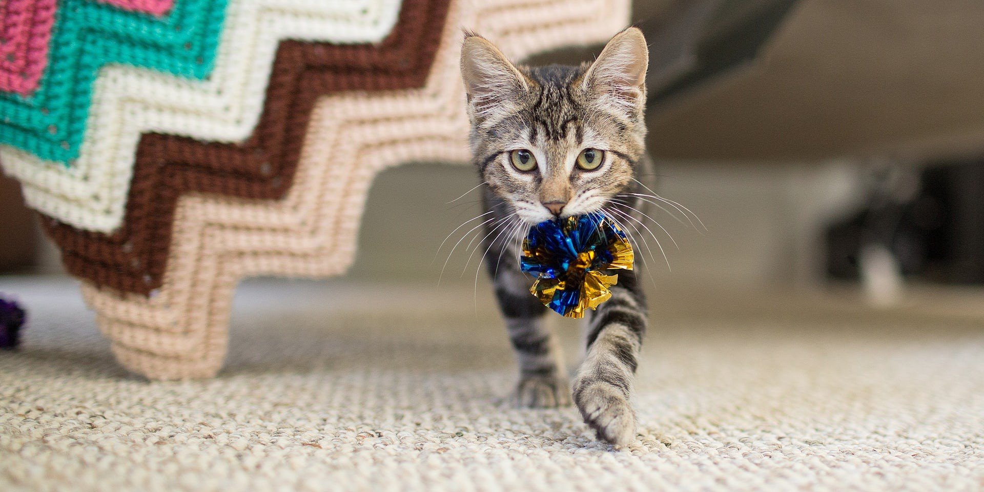 A cat carries a toy in its mouth while walking indoors