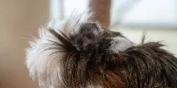 Potter Park Zoo welcomes new baby cotton-top tamarin