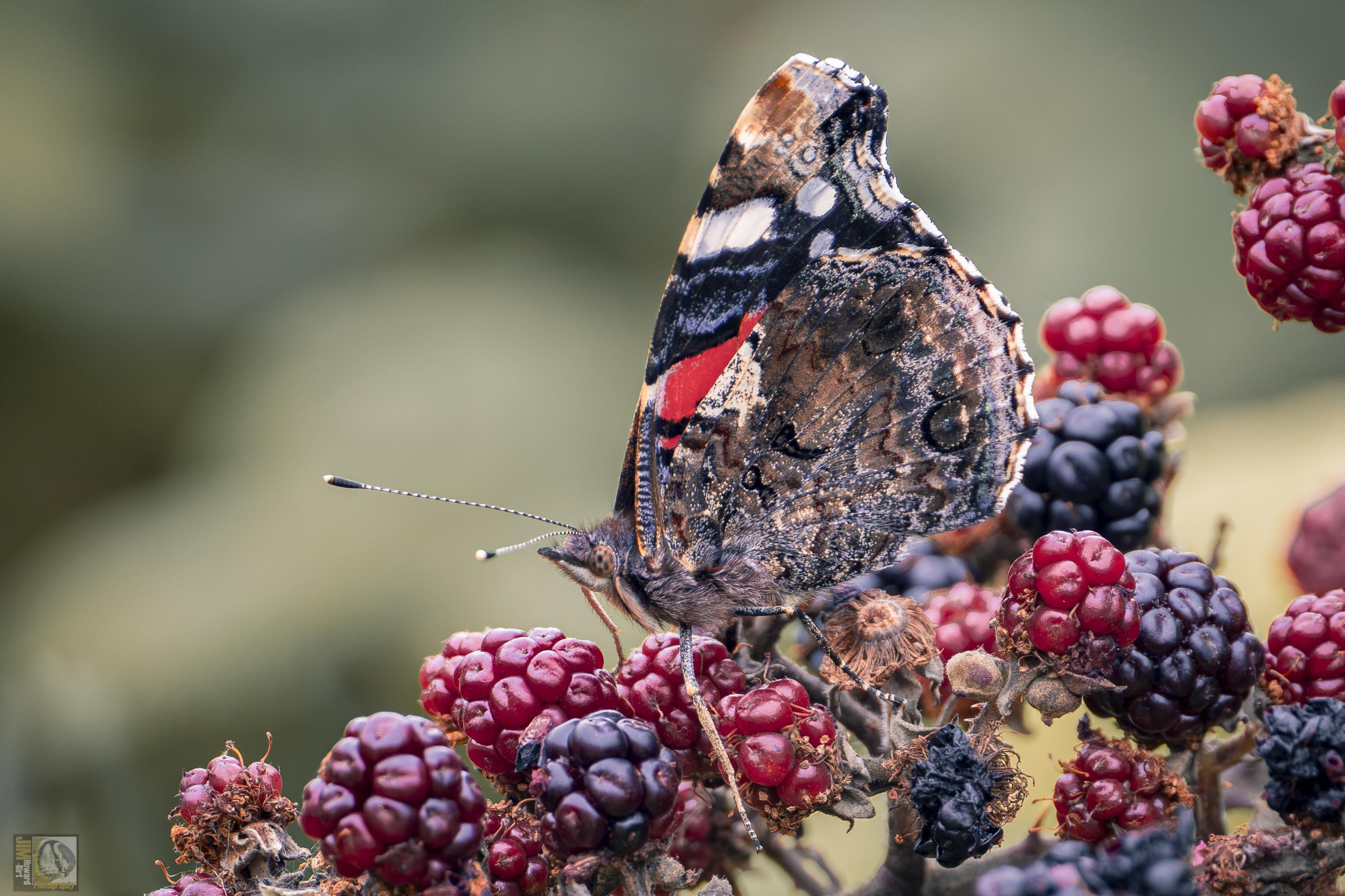 A red and black butterfly on blackberries