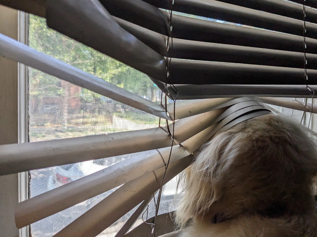 Small dog sticking head through bent window blinds.