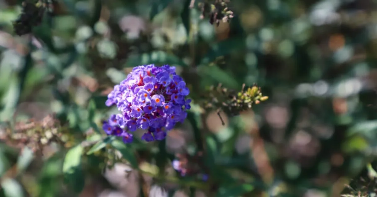 Overland Park will start allowing native plants in home lawns and gardens.  Here's why that matters