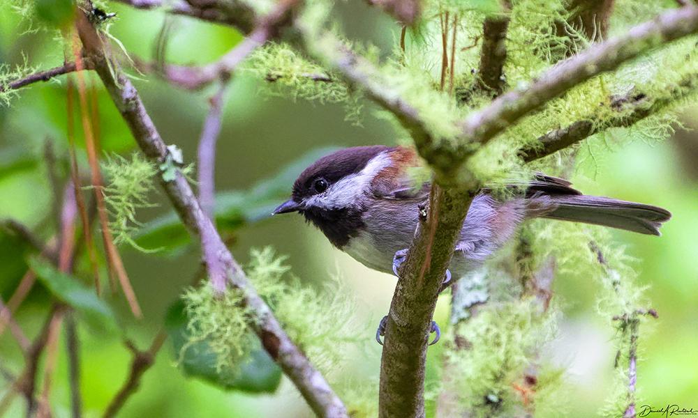 Small round-headed bird with black bib, white cheek, and rusty back, perched on a mossy twig