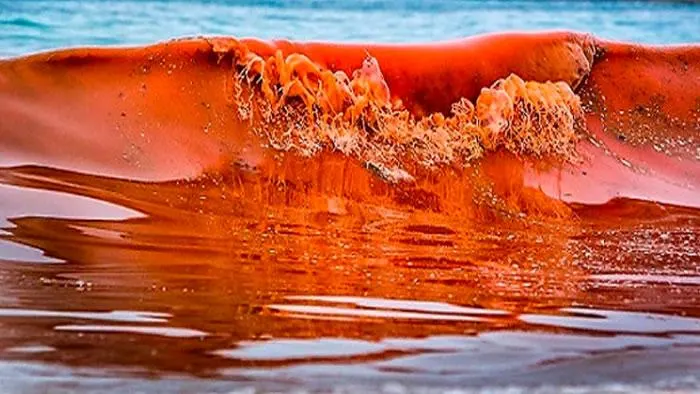Red tide ocean wave.