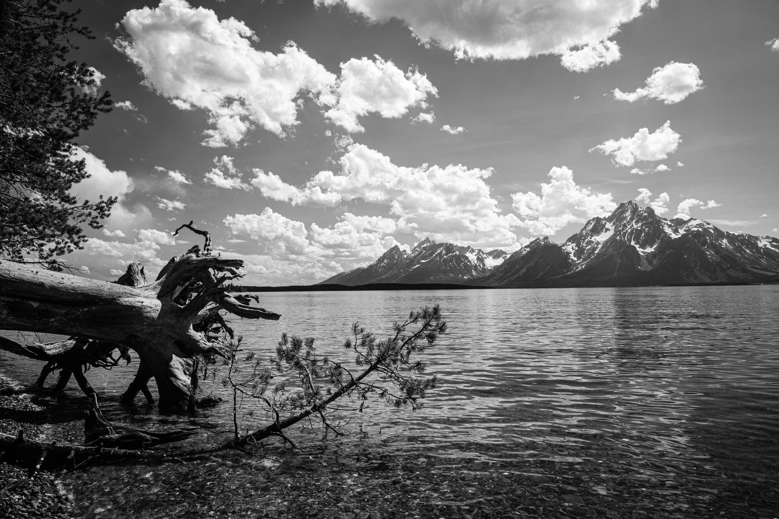 The waters at the shore of Jackson Lake. On the left, a fallen tree and a pine branch, and on the right, the Teton Range, with Mount Moran in the background.