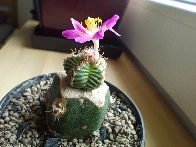 Little flowering Aztekium valdezii