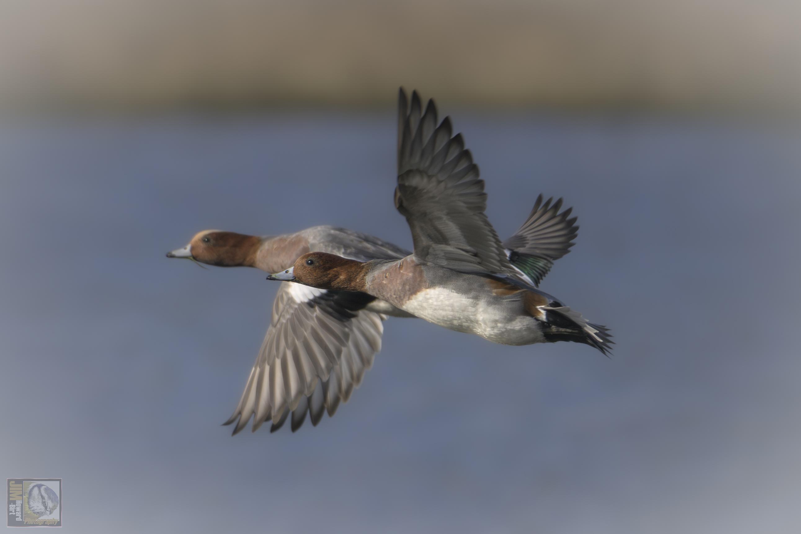 two ducks in flight