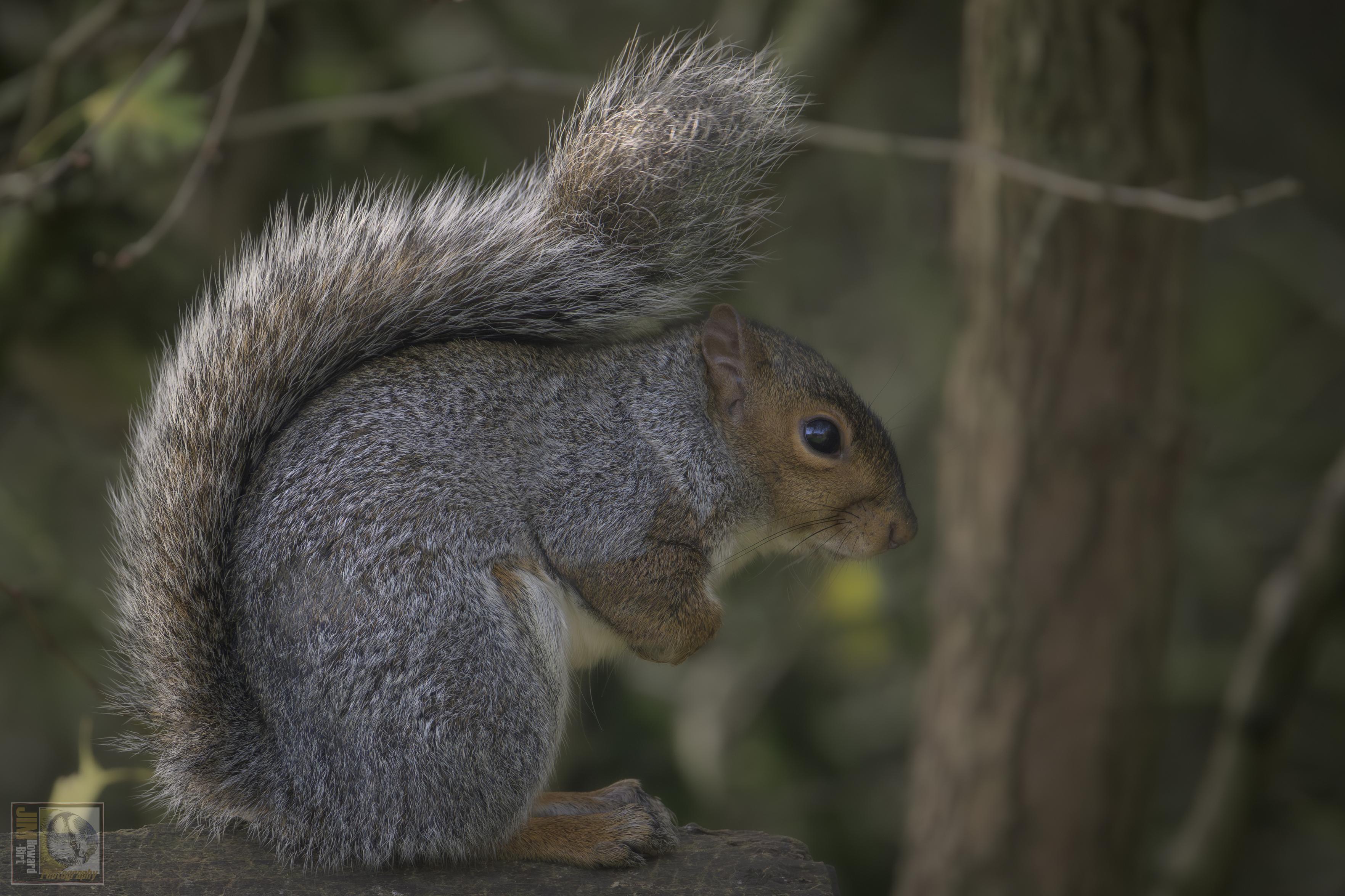 A Squirrel in the woods