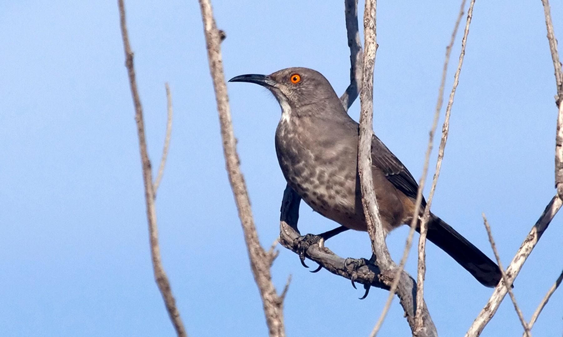 Long-billed long-tailed gray bird with spotted breast, white throat, and blood-orange eye, perched in a leafless shrub