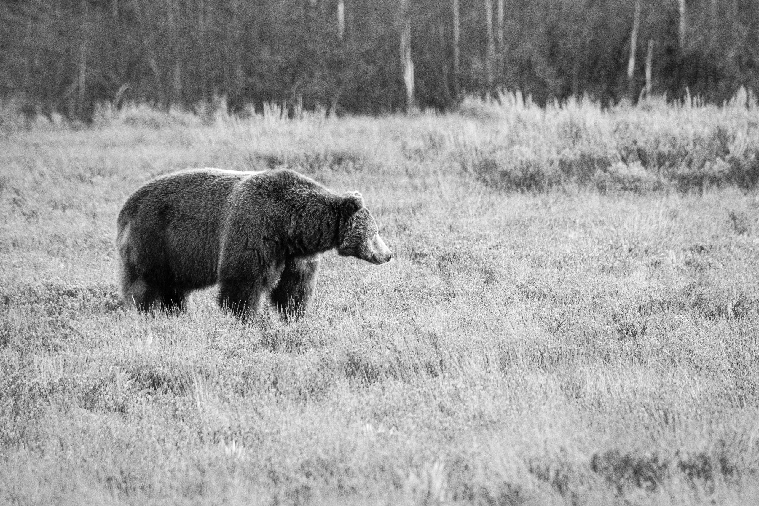 A big male grizzly standing in the brush near Pilgrim Creek Road.