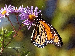 Monarch butterfly numbers have dropped this summer in Illinois, Upper Midwest, experts say