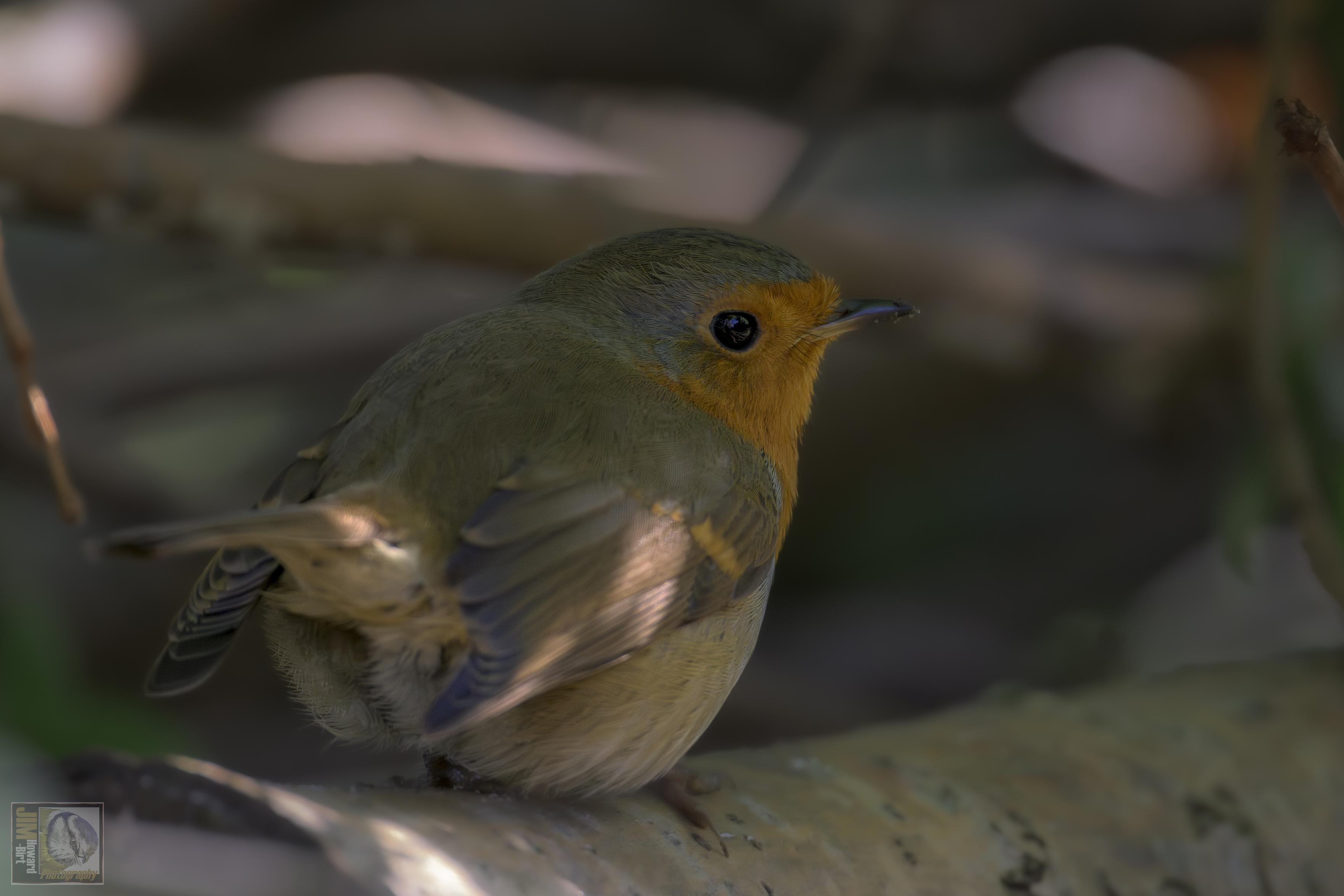 a small brown and red woodland bird