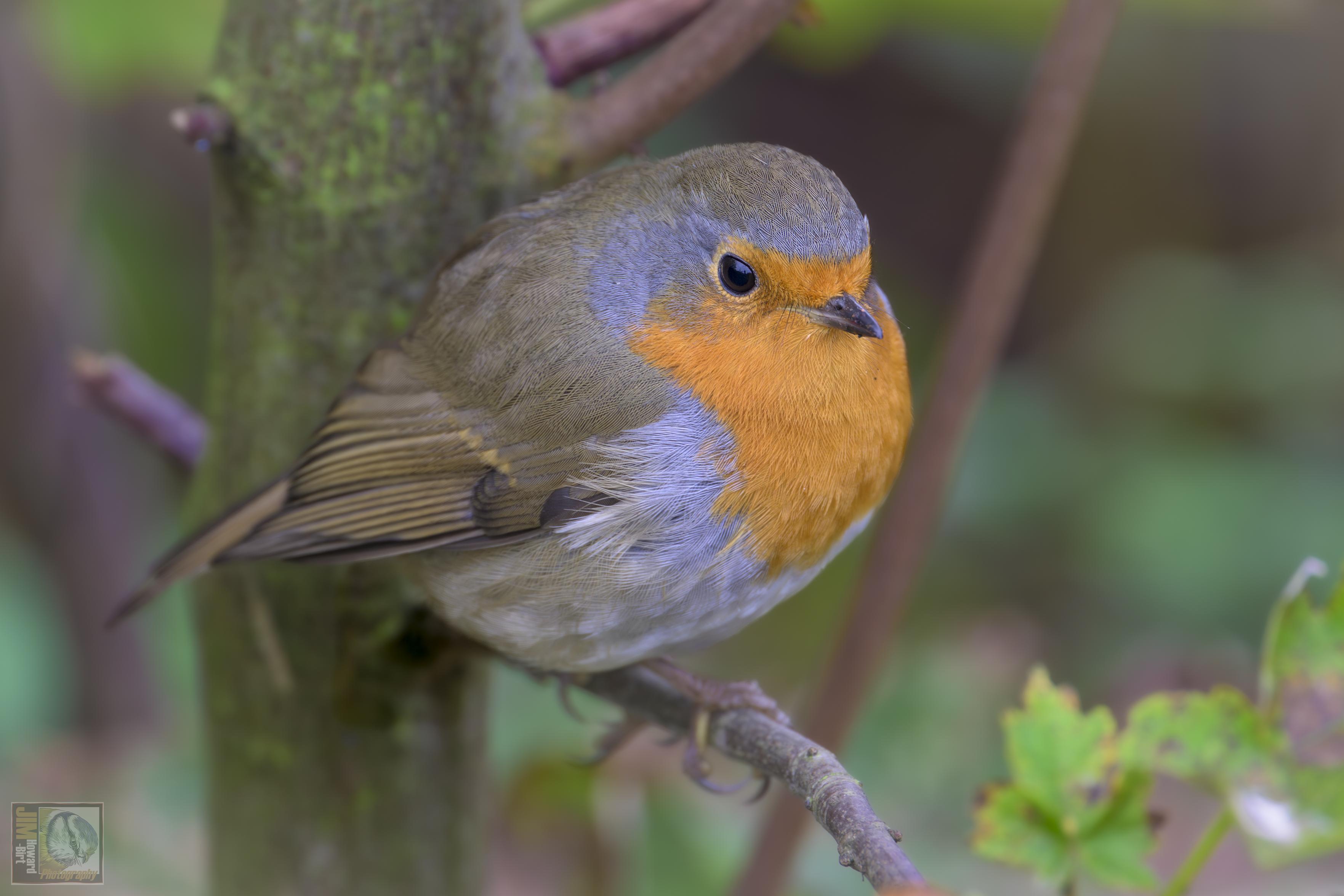 a Eurasian Robin perched on a branch 