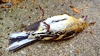 Dead Bird On Sidewalk Leads Man To Contemplate Own Inevitable Collision With Plate Glass