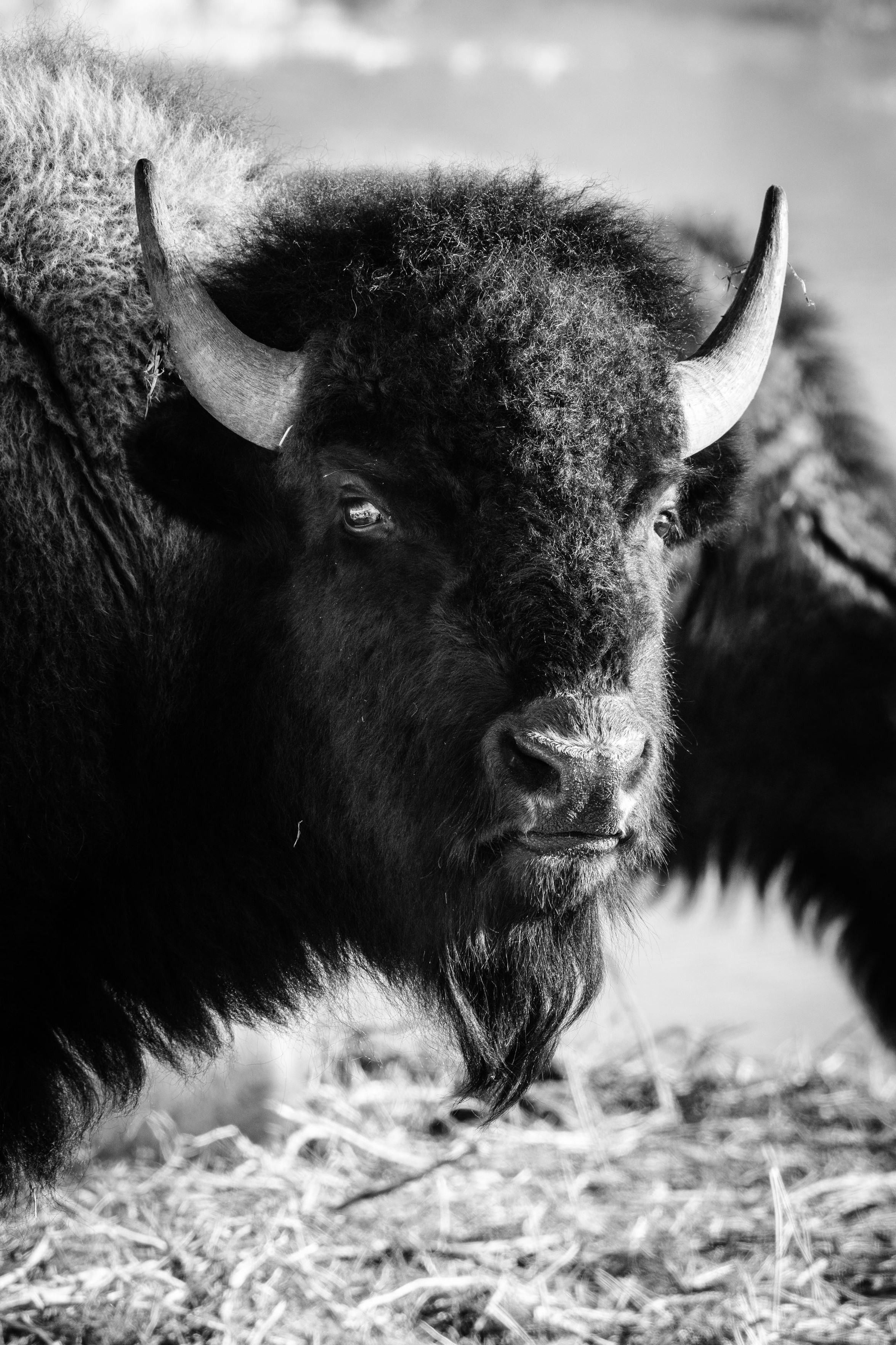 A bison near the Kelly Warm Spring, looking at the camera.