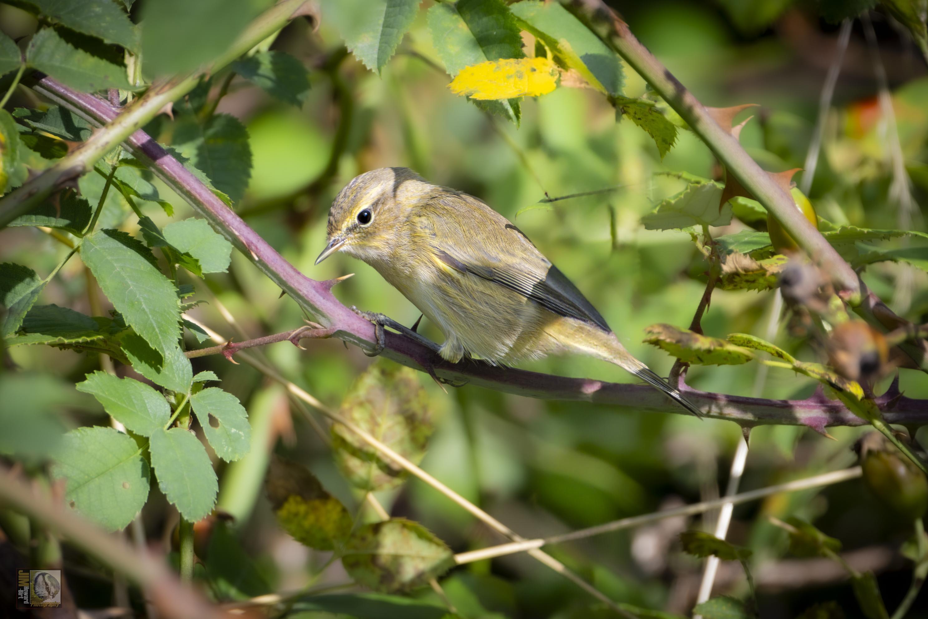 a small olive-brown warbler which flits through trees and shrubs, with a distinctive tail-wagging movement