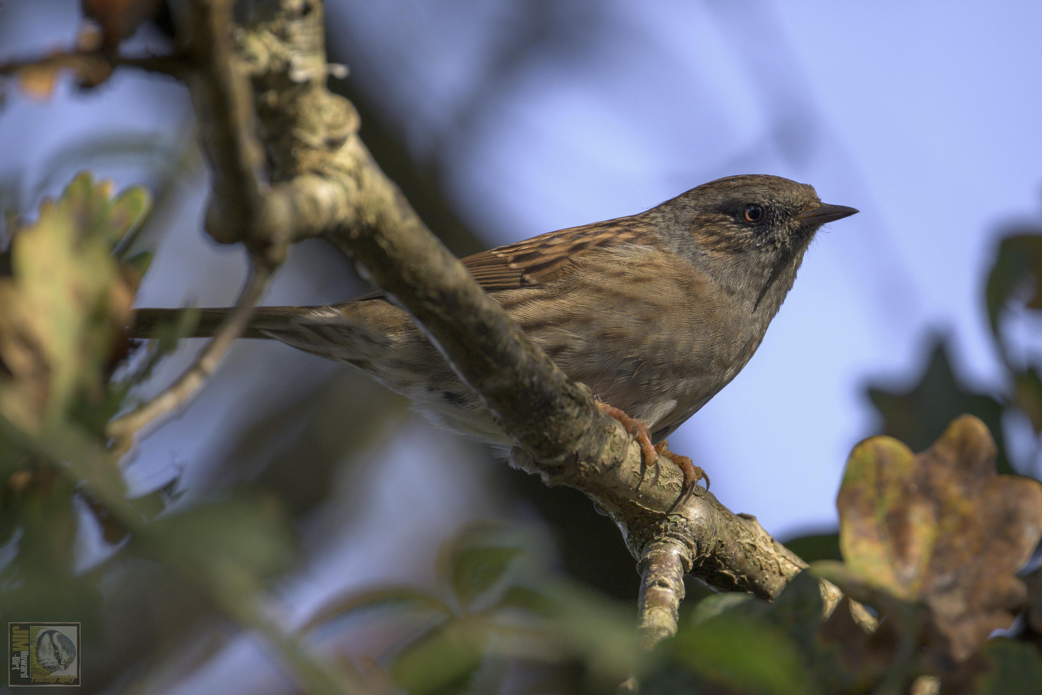 a small brown flecked bird with grey patches around the head area