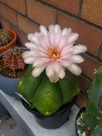 Some of my Gymnocalycium cacti started blooming