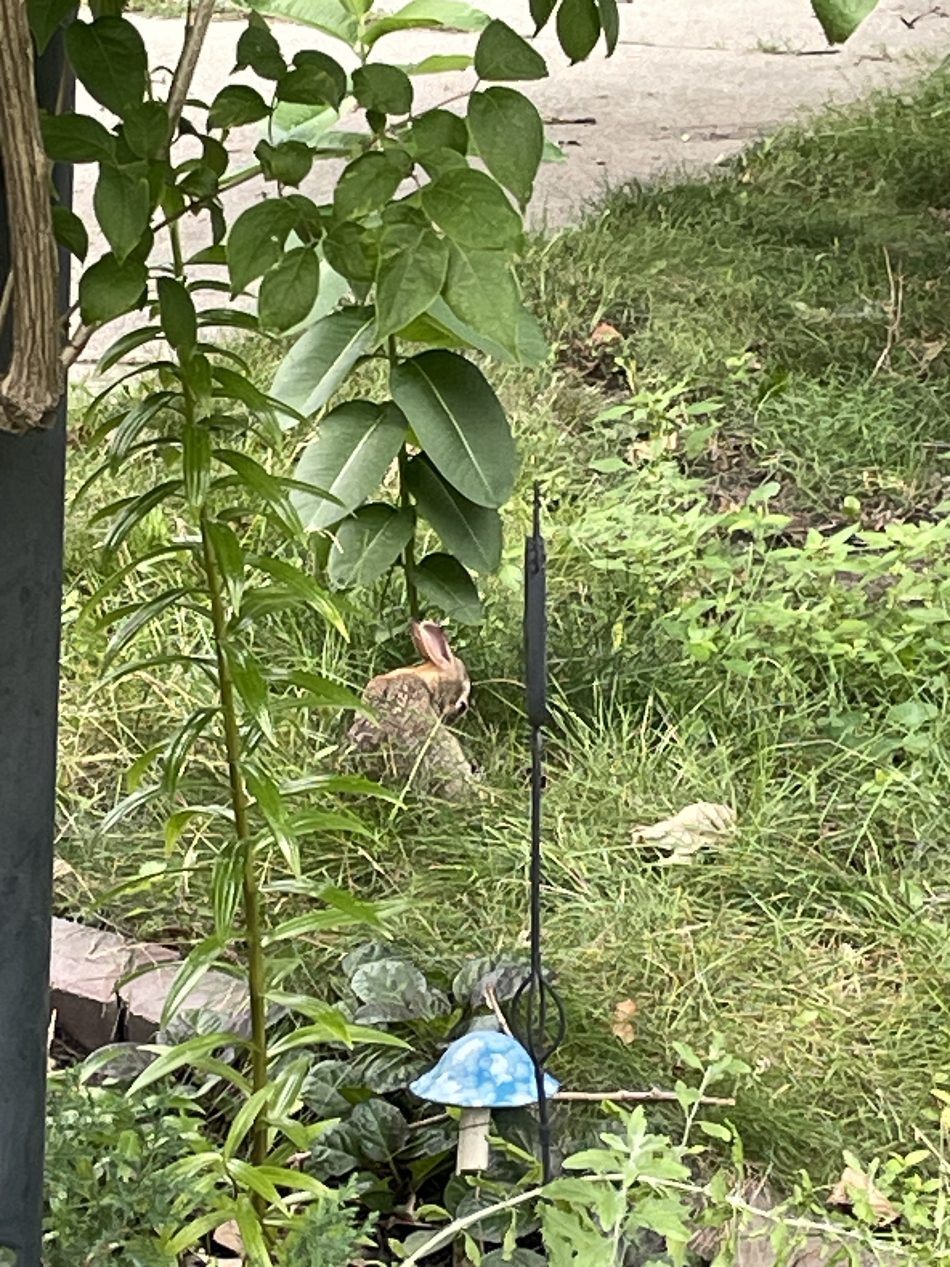 Wild bunny in the grass, sitting up washing itself.